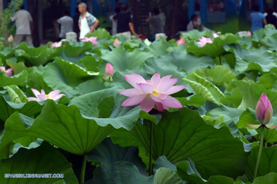 (3)CHINA-JINAN-MEDIO AMBIENTE-FLORA 