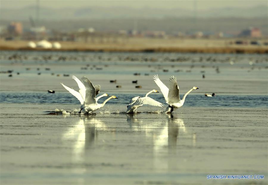 CHINA-HEBEI-INVIERNO-CISNE