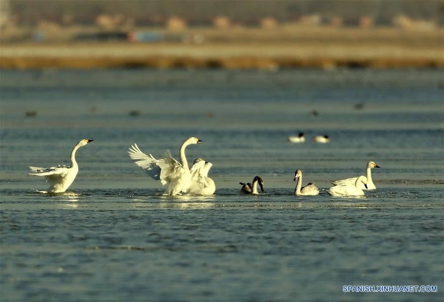 CHINA-HEBEI-INVIERNO-CISNE