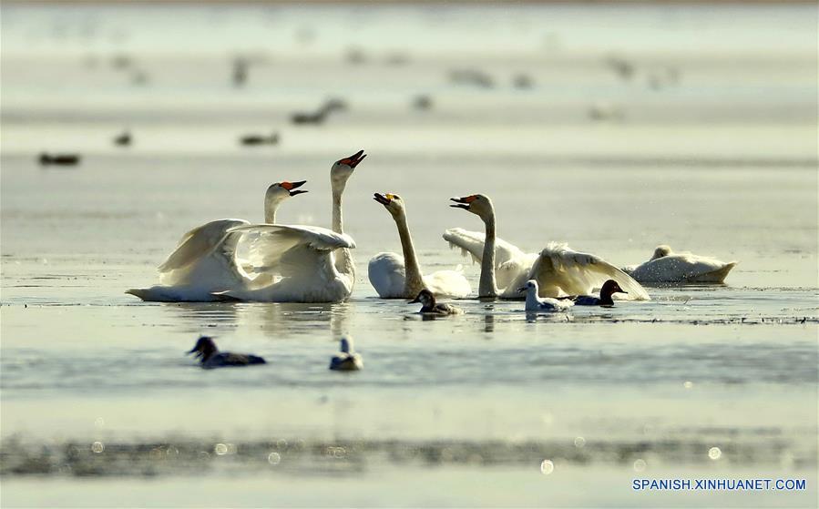 CHINA-HEBEI-INVIERNO-CISNE