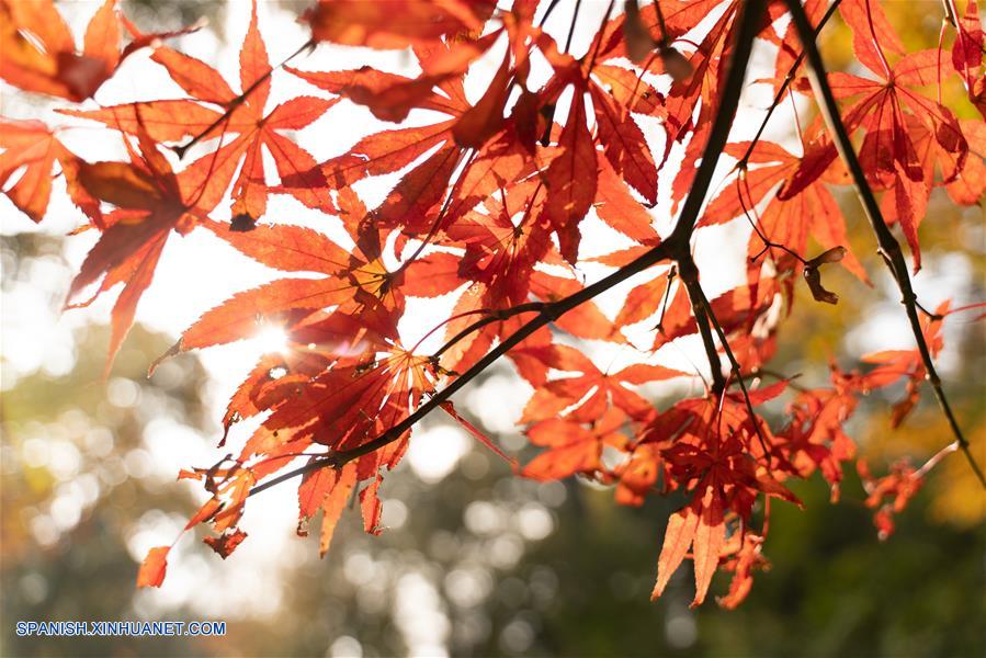 CHINA-CHANGSHA-OTOÑO-PAISAJE