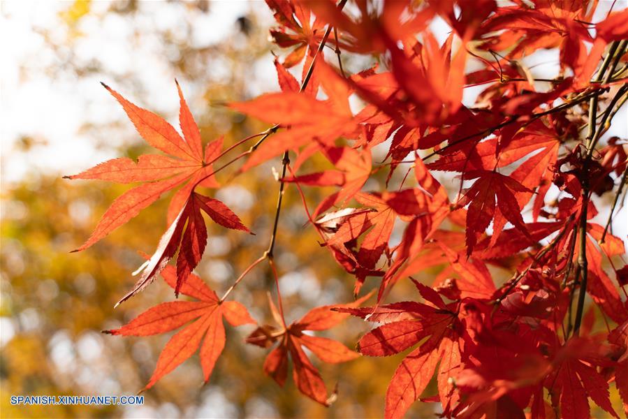 CHINA-CHANGSHA-OTOÑO-PAISAJE