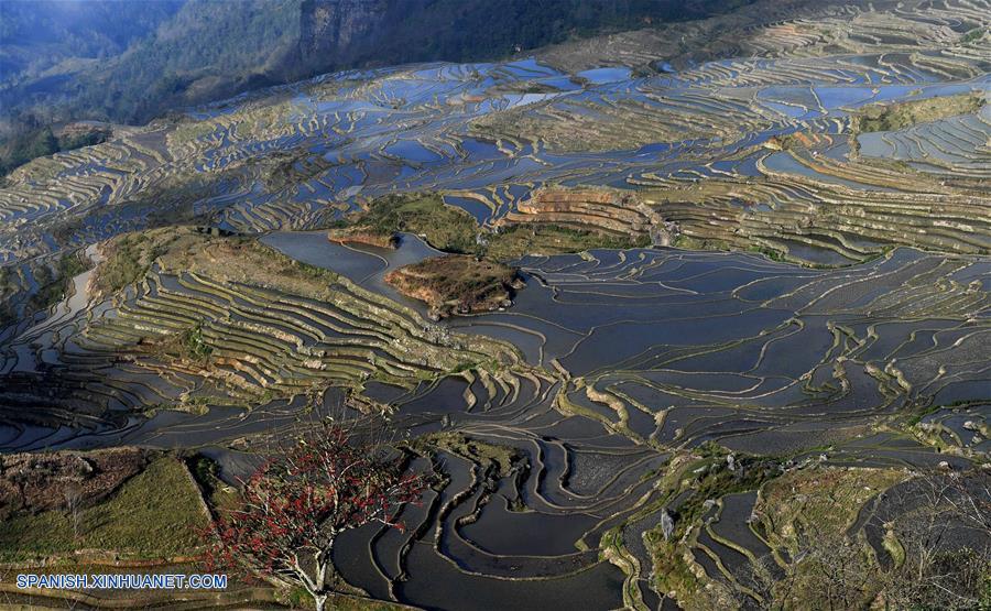 CHINA-YUNNAN-CAMPOS DE TERRAZA