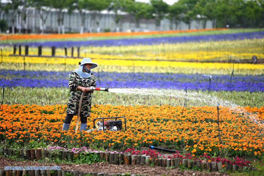 CHINA-ANHUI-FLORES