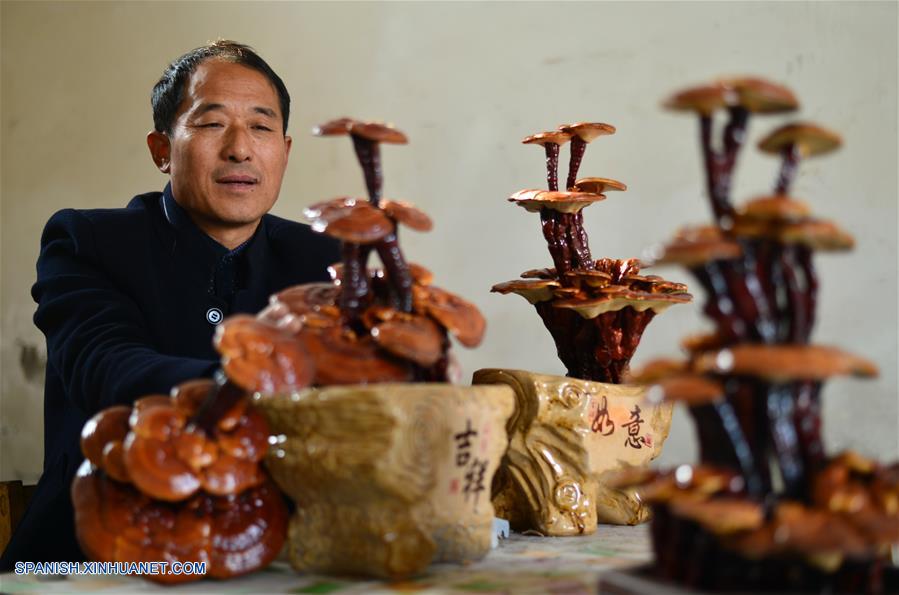 Desde 2014, Wang Zhiheng, un experimentado plantador de Ganoderma comenzó a introducir bonsáis de Ganoderma, lo que amplió el mercado de productos de Ganoderma. Desde 2014, Wang Zhiheng, un experimentado plantador de Ganoderma comenzó a introducir bonsáis de Ganoderma, lo que amplió el mercado de productos de Ganoderma.