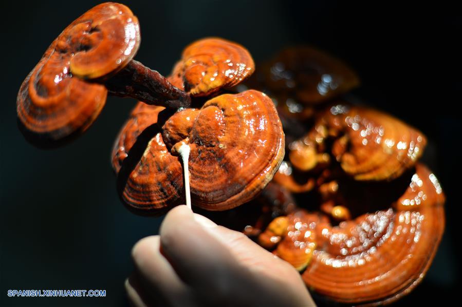 Desde 2014, Wang Zhiheng, un experimentado plantador de Ganoderma comenz&oacute; a introducir bons&aacute;is de Ganoderma, lo que ampli&oacute; el mercado de productos de Ganoderma.