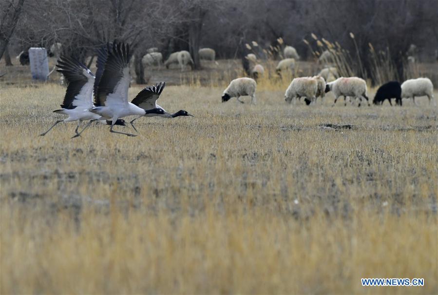CHINA-TIBET-XIGAZE-AVES
