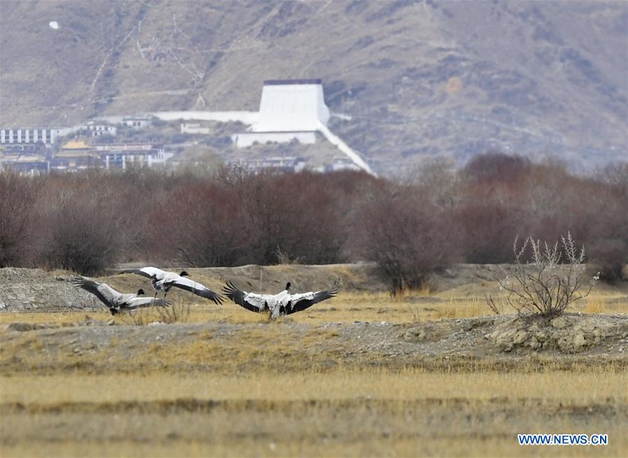 CHINA-TIBET-XIGAZE-AVES