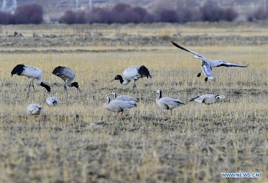 CHINA-TIBET-XIGAZE-AVES