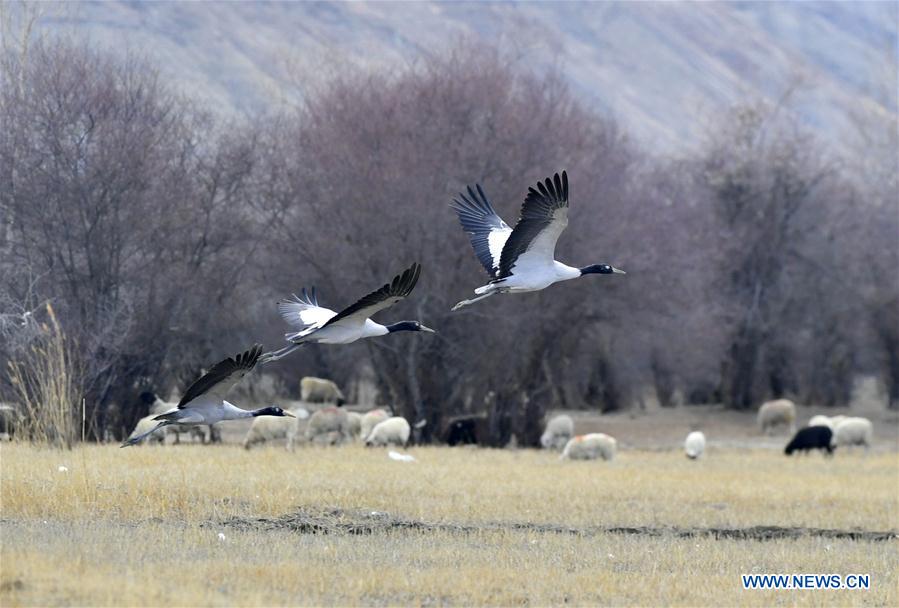 CHINA-TIBET-XIGAZE-AVES
