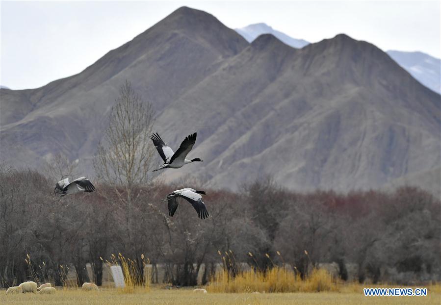 CHINA-TIBET-XIGAZE-AVES