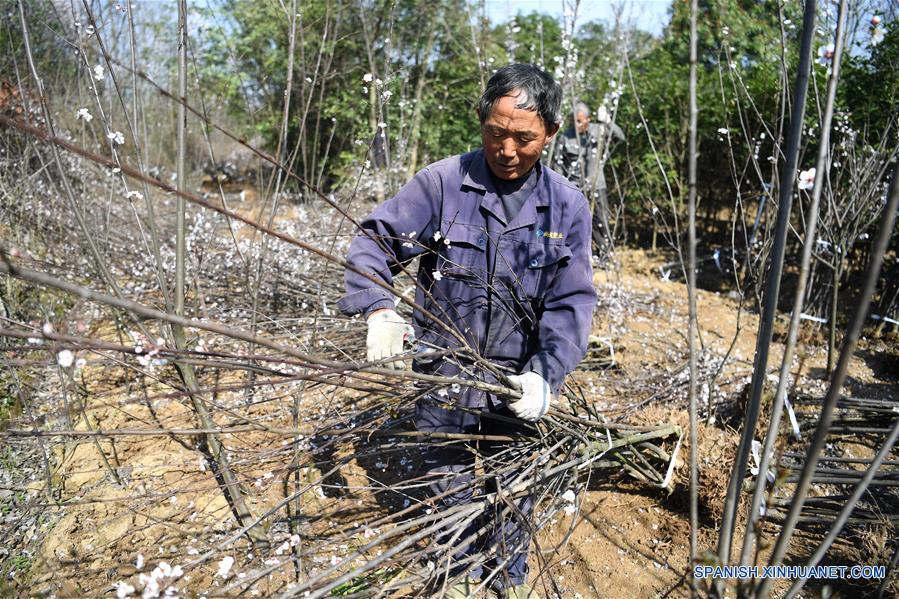 CHINA-ANHUI-ALIVIO DE LA POBREZA-ECONOMIA VERDE