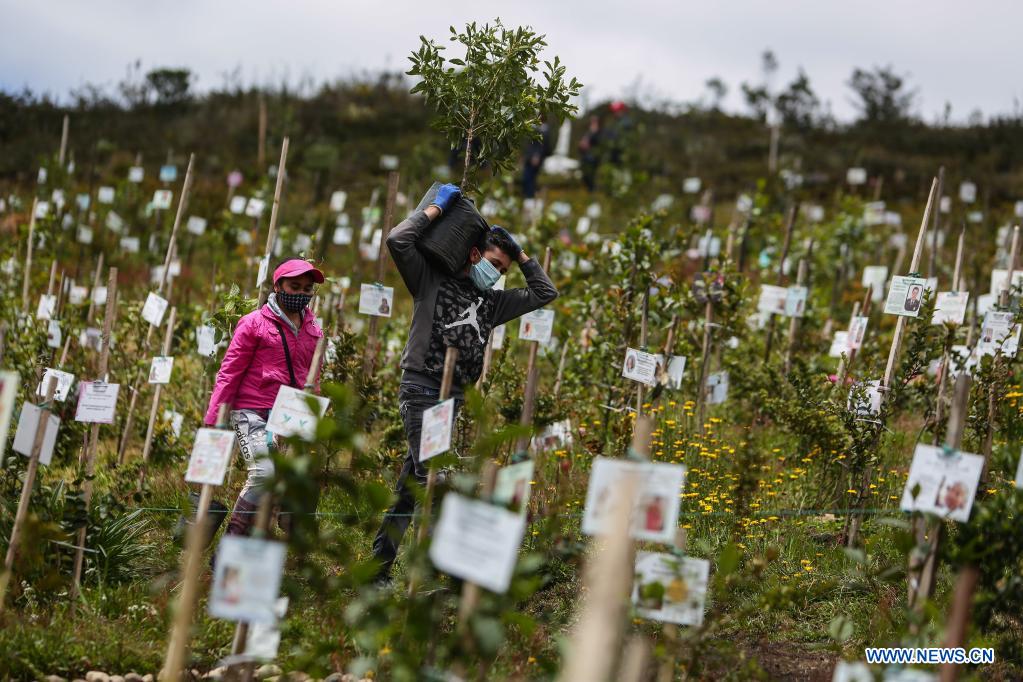ESPECIAL: Con siembra de cenizas de víctimas de la COVID-19 reforestan  páramo en centro de Colombia| Spanish.xinhuanet.com