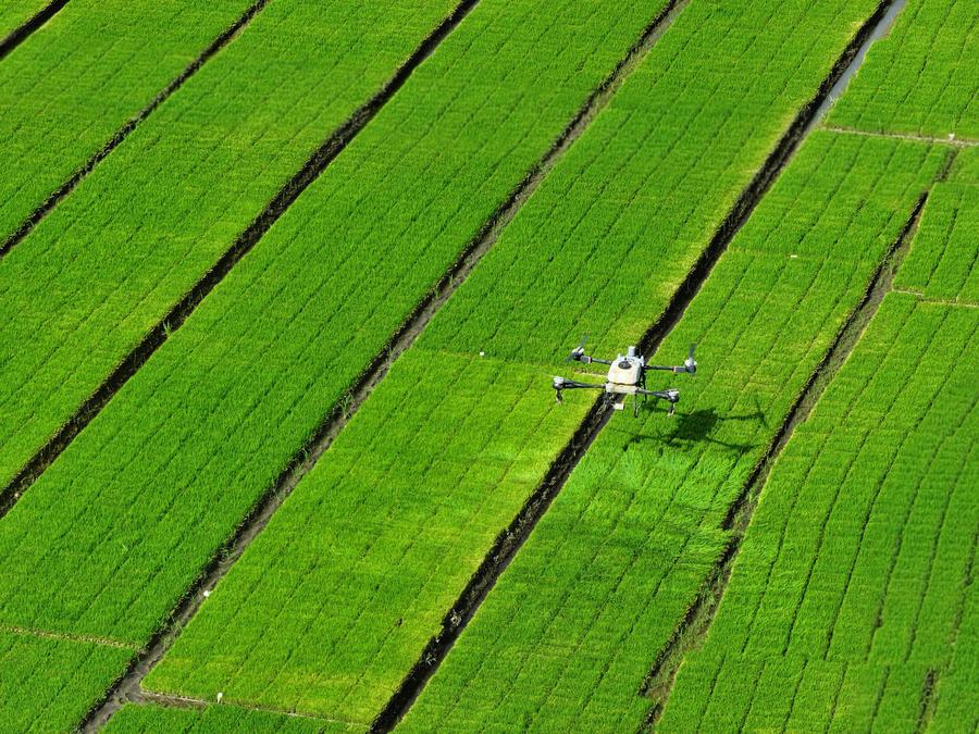(Multimedia) Vicepremier chino destaca importancia de desarrollo agrícola y rural – Xinhua Español