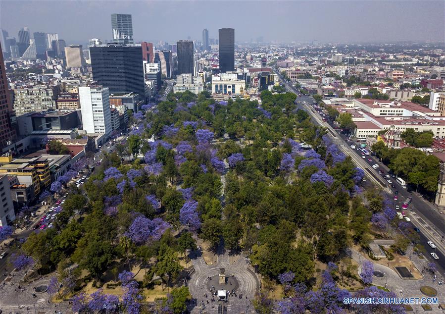 Árboles de jacaranda en la Ciudad de México - CHINA-AMÉRICA DEL  NORTE_Xinhua Español
