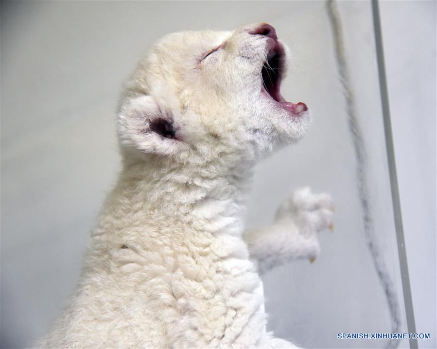 Cachorros de león blanco recién nacidos en Shandong - CHINA-AMÉRICA DEL  NORTE_Xinhua Español