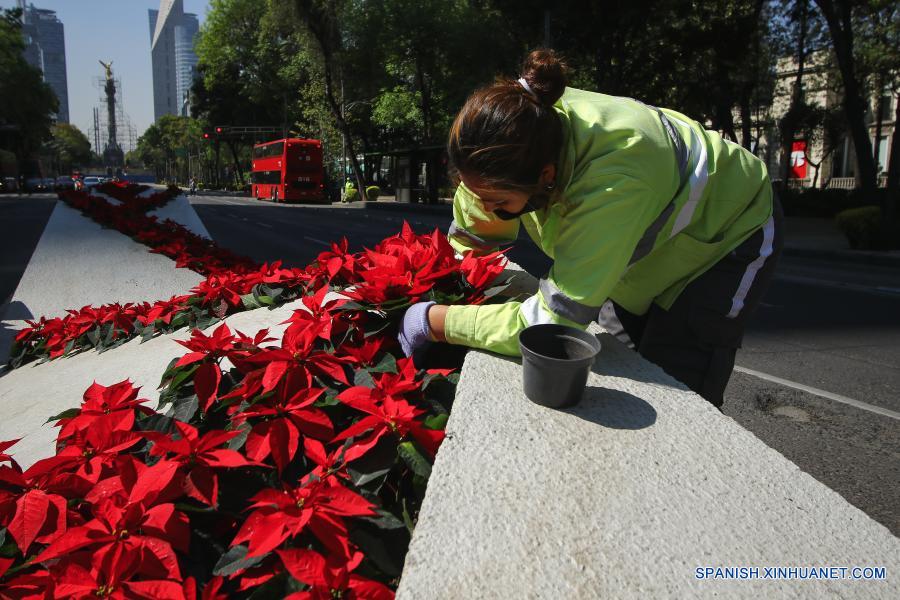 Plantan flores de Nochebuena previo la época decembrina en Ciudad de México  - CHINA-AMÉRICA DEL NORTE_Xinhua Español
