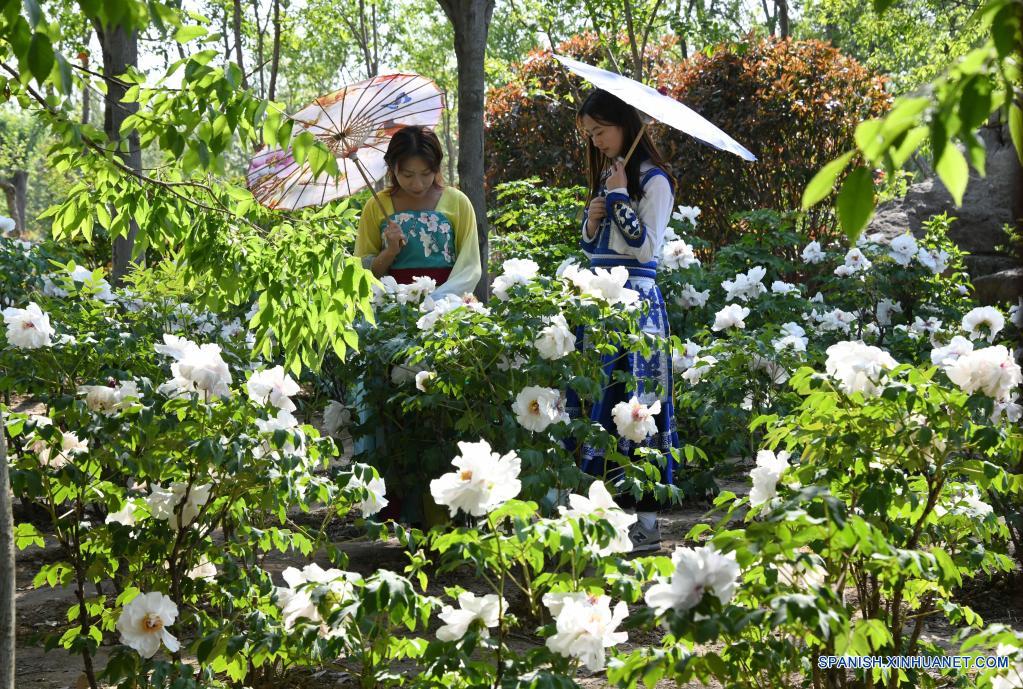 Visitantes disfrutan de flores de peonía en un parque industrial de peonías  en Qingdao, Shandong - CHINA-AMÉRICA DEL NORTE_Xinhua Español