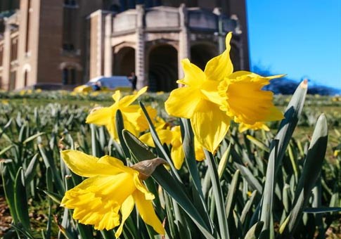 Narcisos floreciendo en Bruselas