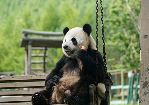 Pandas gigantes en provincia de Heilongjiang
