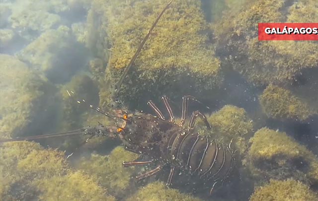 Empieza temporada de pesca legal de langosta