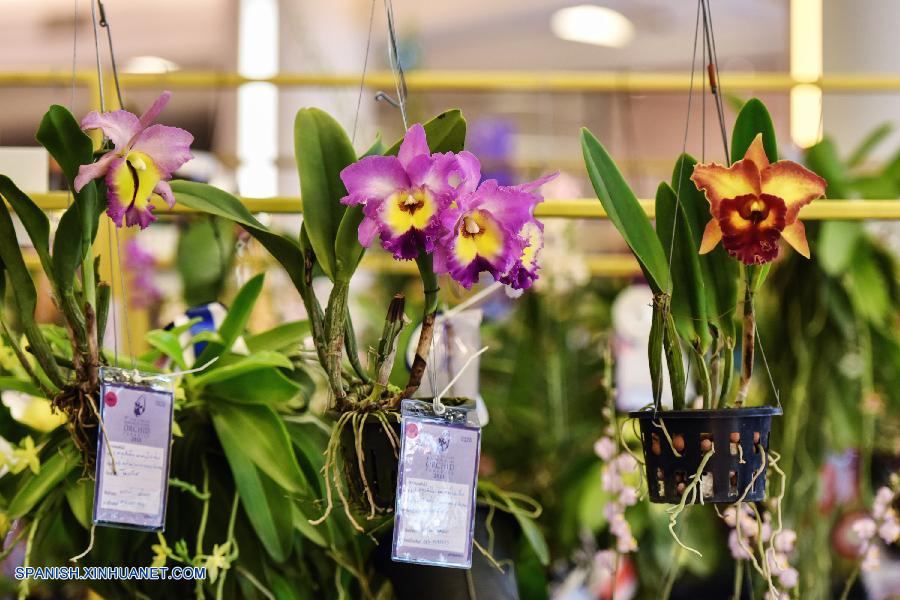 Tailandia: Exhiben más que 120 tipos de orquídeas en  Bangkok_spanish.xinhuanet.com