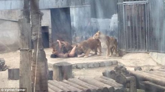 Hombre buscaba suicidarse en jaula de leones en zoológico en Chile |  
