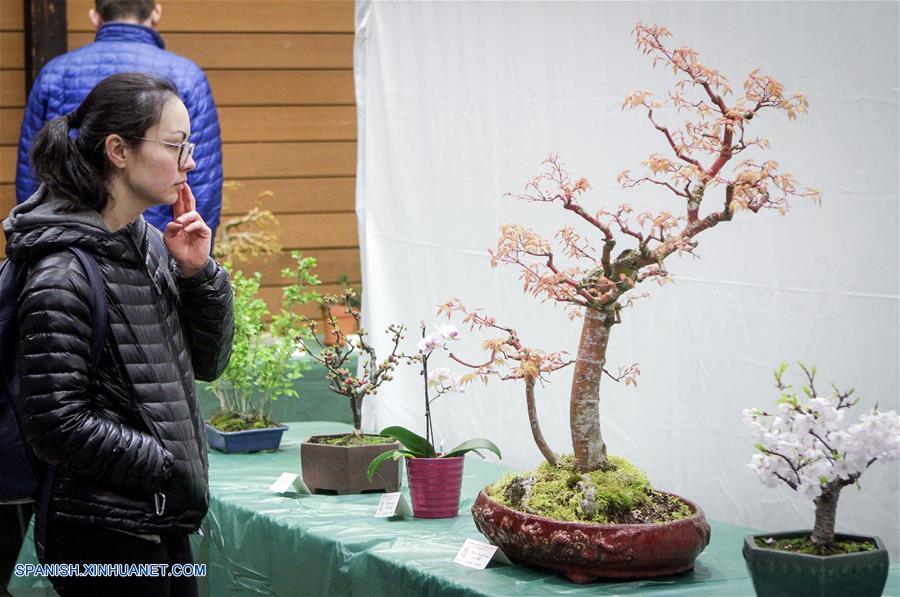 Canadá: Exposición de Flores y Bonsai de Primavera en Vancouver|  Spanish.xinhuanet.com