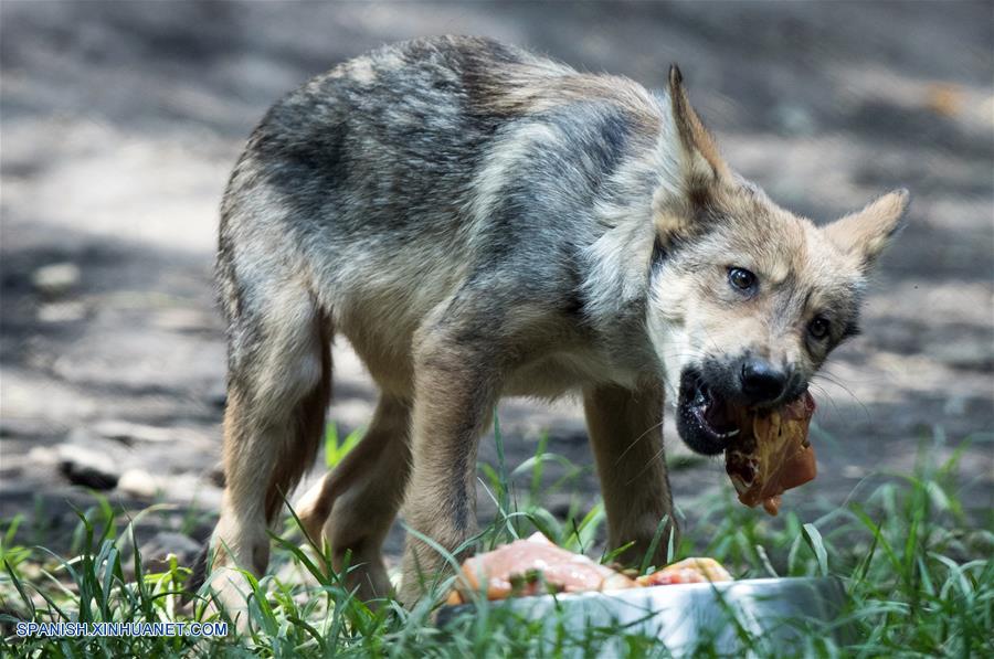 Fotos de crías de lobo mexicano en Zoológico Los Coyotes en la Ciudad de  México
