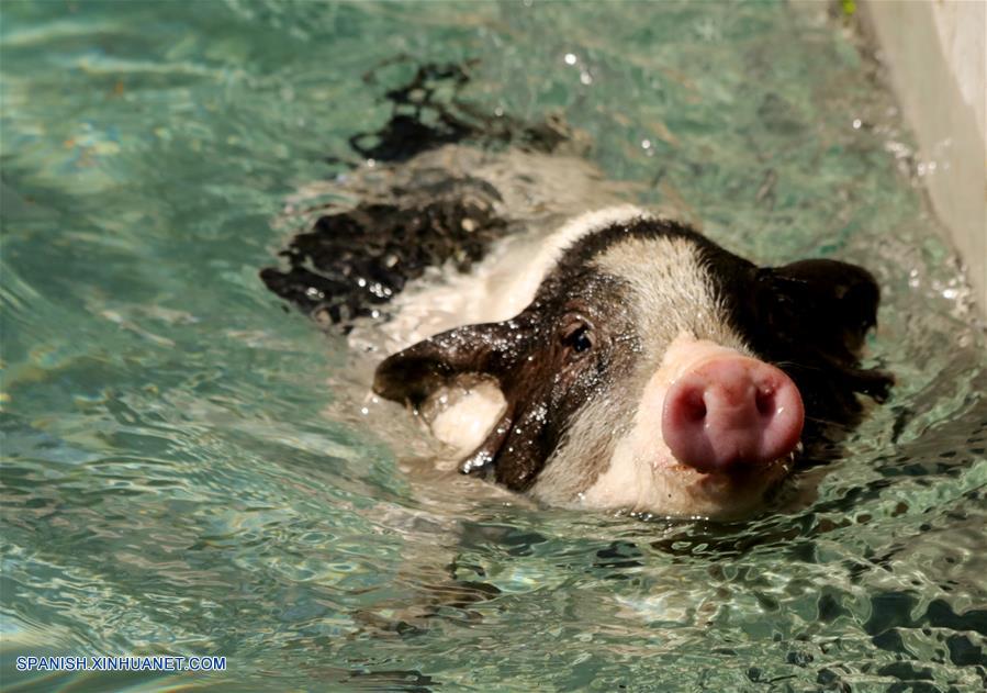 Hebei: Cerdos compiten en carrera en feria