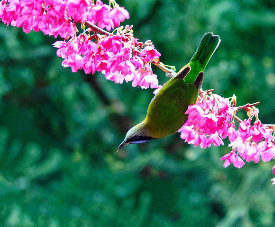 Pájaros y flores de cerezo 