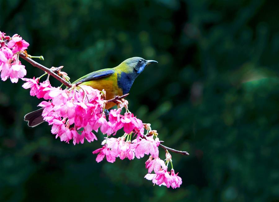 Pájaros y flores de cerezo 