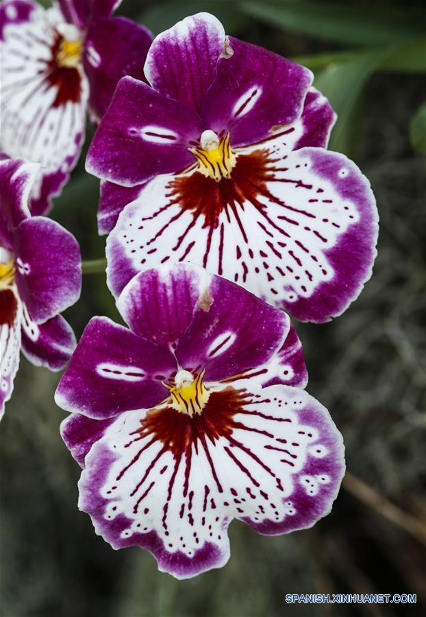 Espectáculo de Orquídeas en Estados Unidos | Spanish.xinhuanet.com