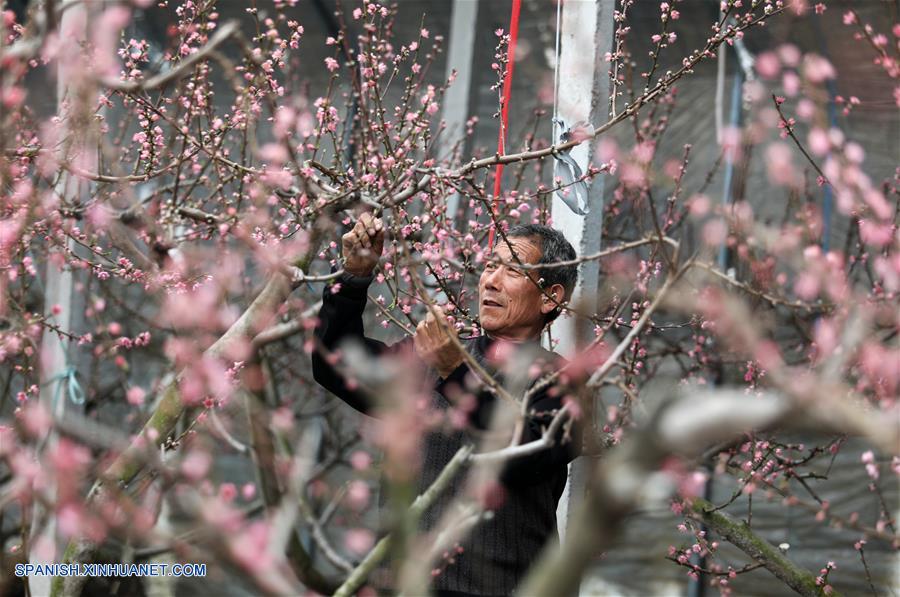 Shandong: Vista de las flores de durazno en un invernadero duraznero |  