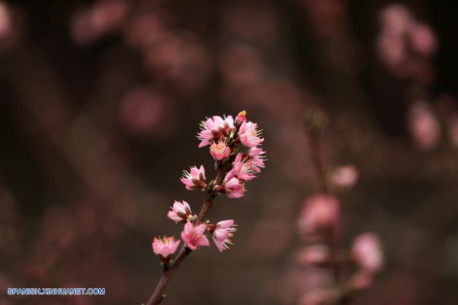Shandong: Vista de las flores de durazno en un invernadero duraznero |  
