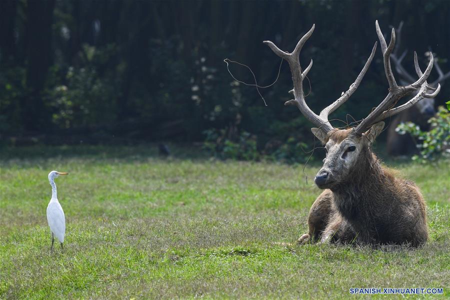 Ciervos del padre David en la Reserva Natural Nacional Milu de Dafeng |  