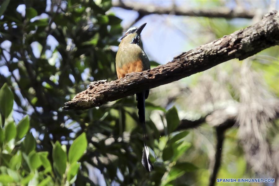 HONDURAS-TEGUCIGALPA-FAUNA