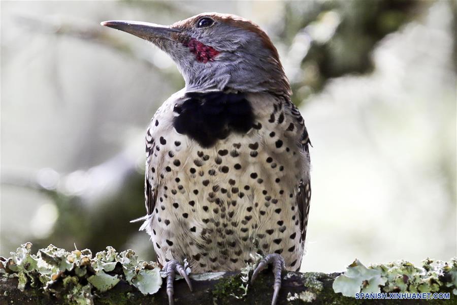 HONDURAS-TEGUCIGALPA-FAUNA