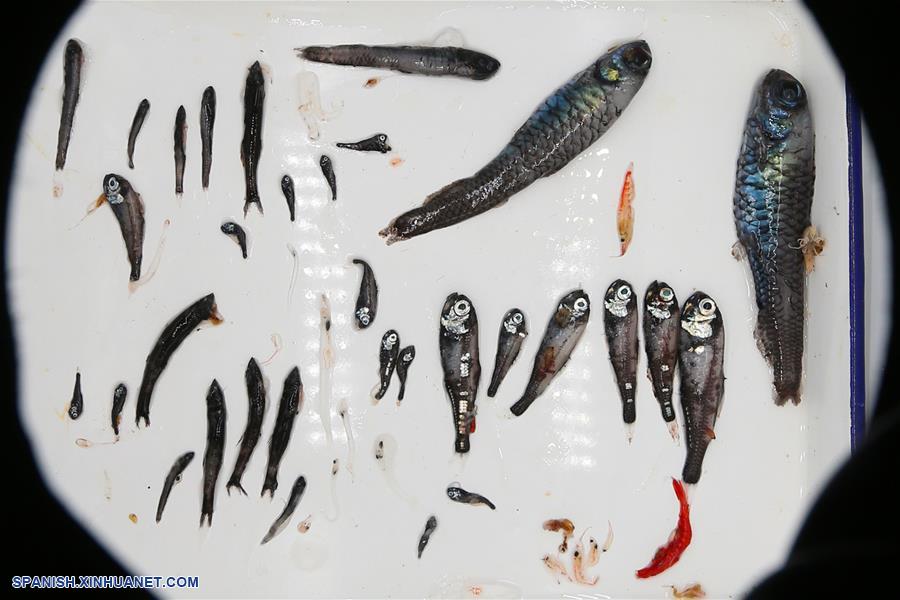 CHINA-ROMPEHIELOS-XUELONG 2-EXPEDICION ANTARTICA-MUESTRAS DE PECES-SERIE