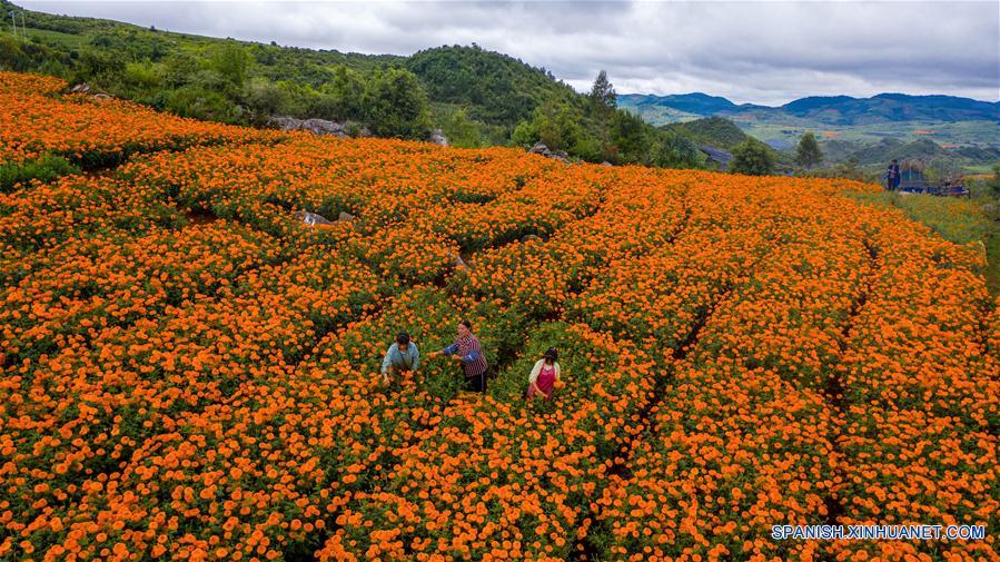 Vista aérea de agricultores recolectando flores de caléndula en Qiubei,  Yunnan 