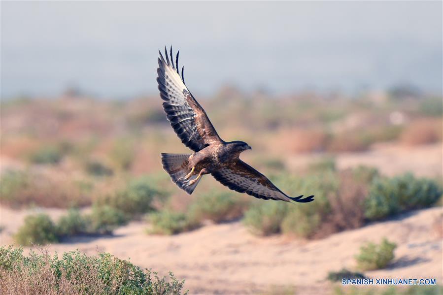 Un águila en desierto en Kuwait 