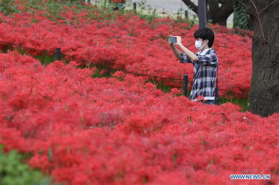 Lycoris radiata en Parque Gongendo en Satte, prefectura de Saitama de Japón  