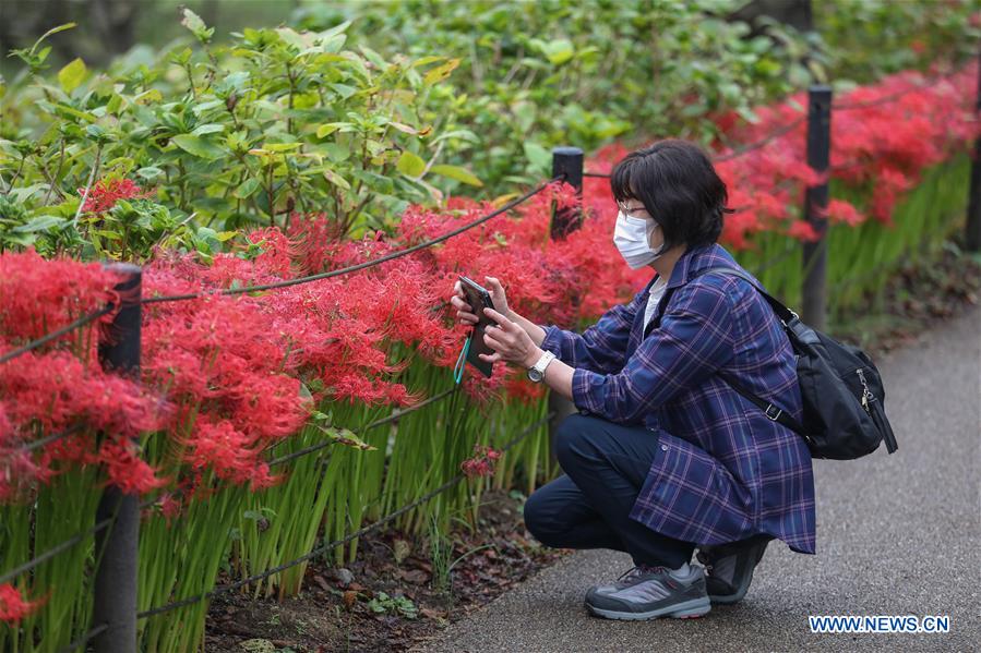 Lycoris radiata en Parque Gongendo en Satte, prefectura de Saitama de Japón  