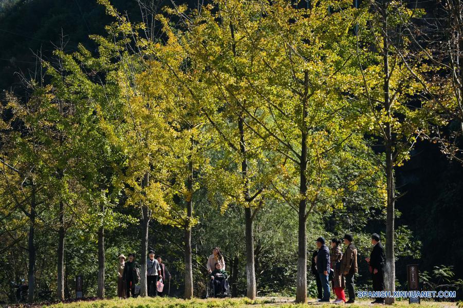 Zhejiang: Parque de árboles de ginkgo en poblado de Xiaopu |  Spanish.xinhuanet.com