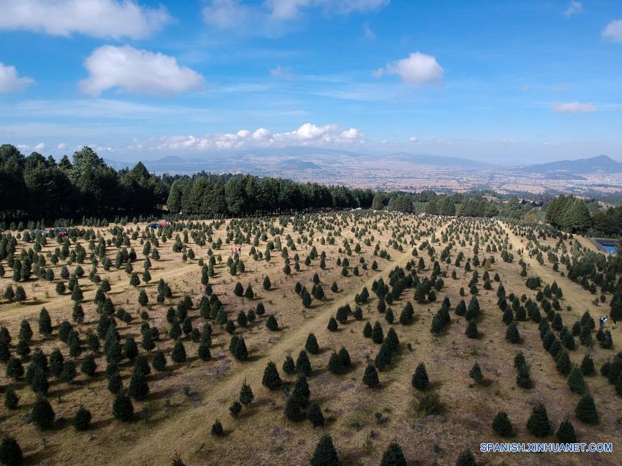 México: Comienza la temporada de corte y venta de árboles de Navidad en  Amecameca | Spanish.xinhuanet.com