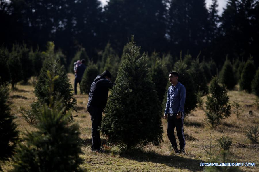 México: Comienza la temporada de corte y venta de árboles de Navidad en  Amecameca | Spanish.xinhuanet.com