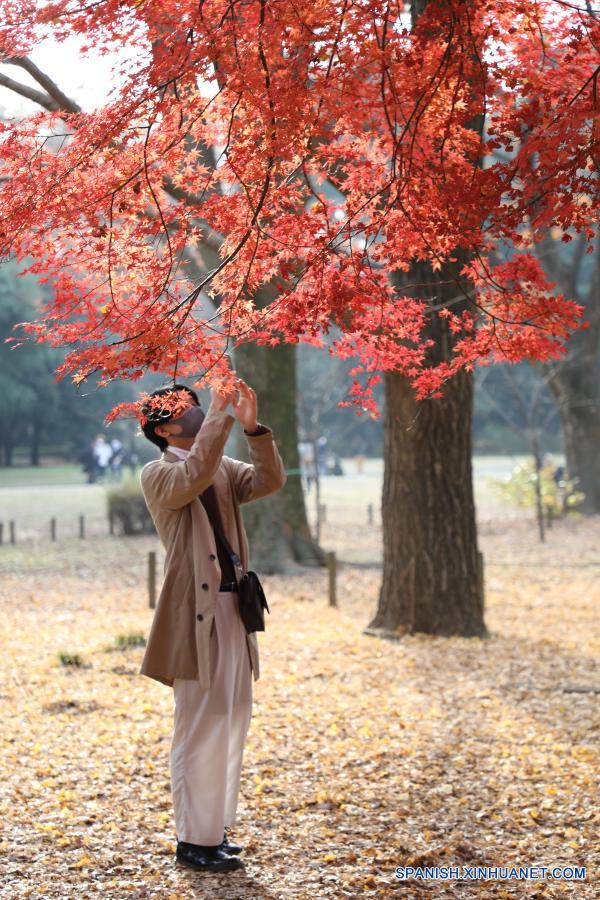 Hojas rojas en árboles en parque Yoyogi en Tokio, Japón |  Spanish.xinhuanet.com