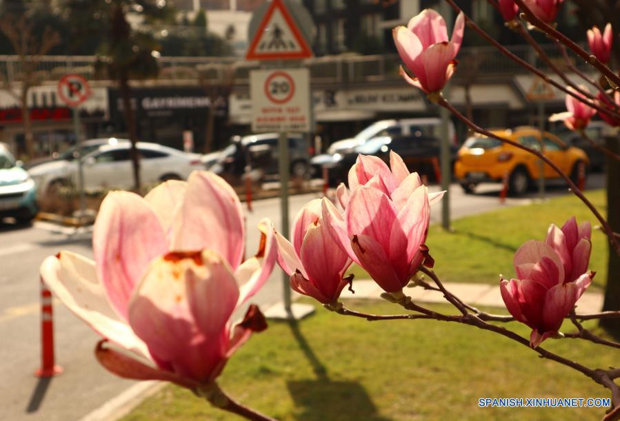 Flores de magnolia florecientes en una calle de Turquía |  
