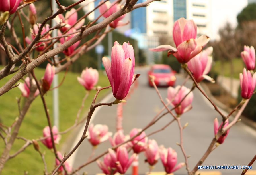 Flores de magnolia florecientes en una calle de Turquía |  