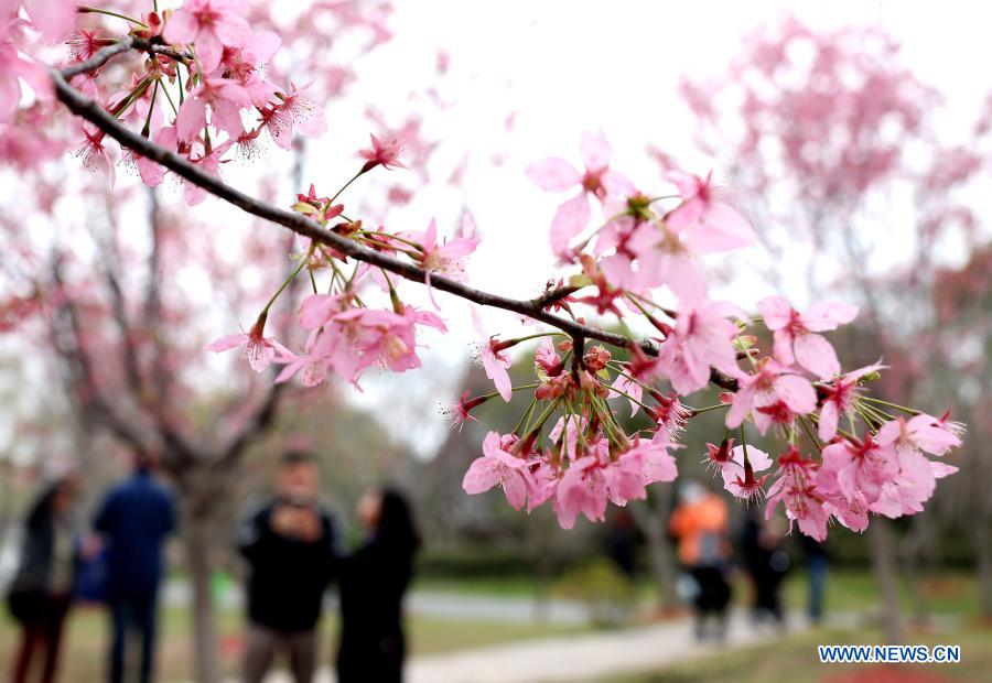 Turistas observan flores de cerezo en Parque Gucun en Shanghai |  Spanish.xinhuanet.com